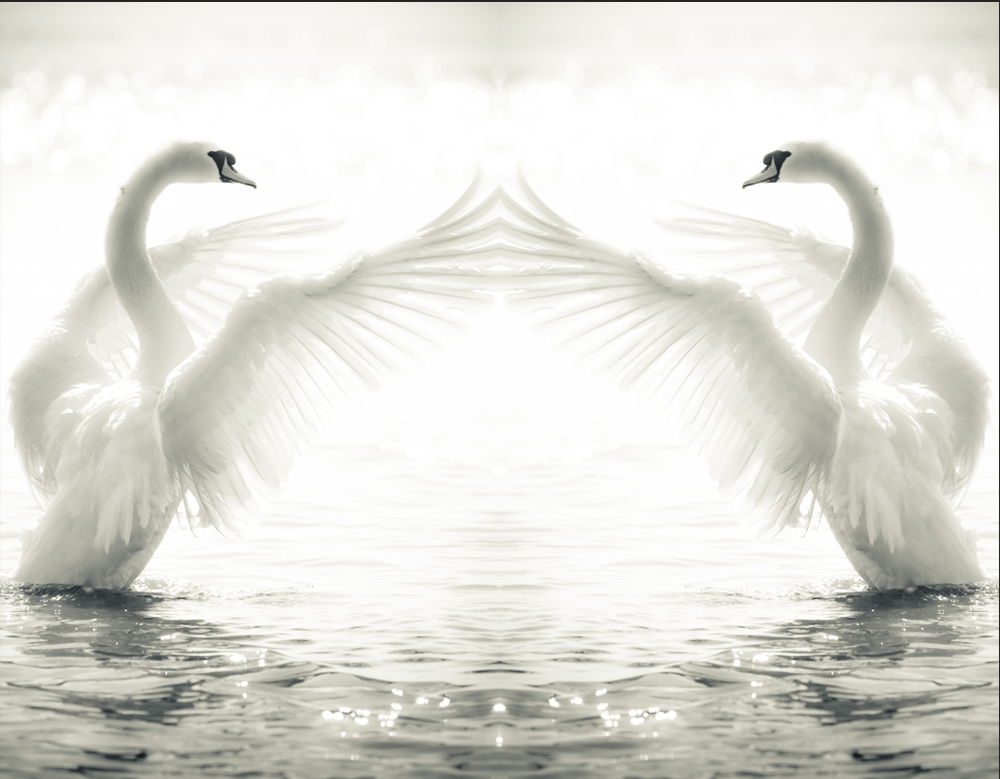 White Swan Wallpaper design