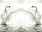 White Swan Wallpaper flat pattern design