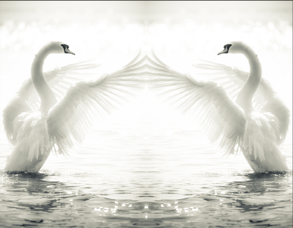 White Swan Wallpaper flat pattern design