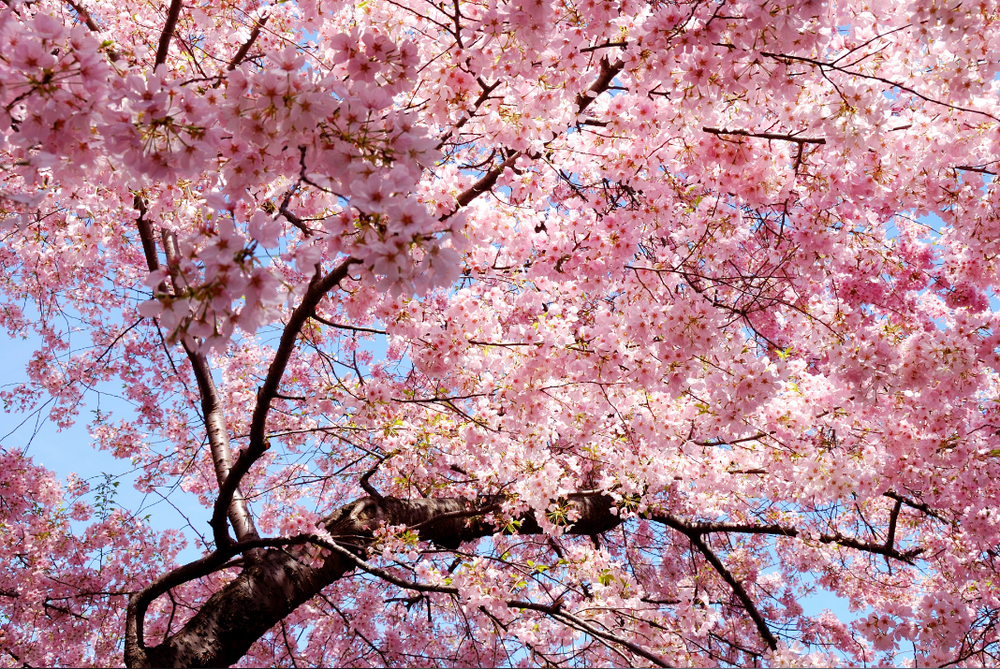 Cherry Blossom Tree Mural Wallpaper design