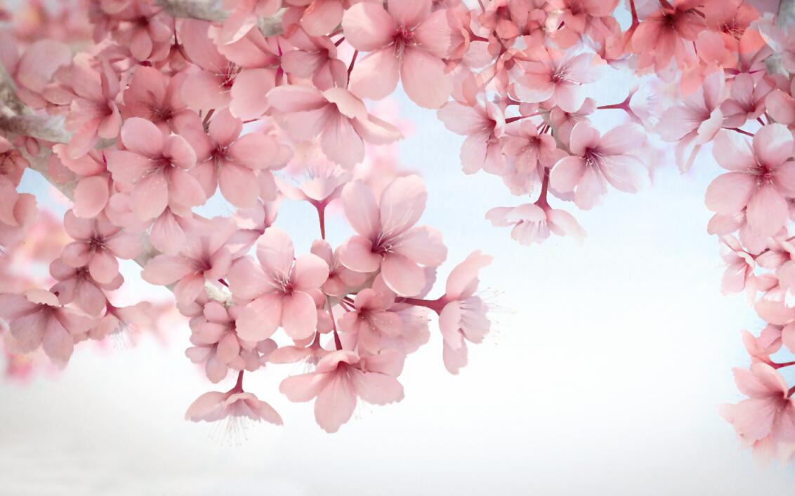 sakura cherry blossom wallpaper flat repeat motif