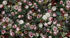 dark rose wallpaper flat repeat motif
