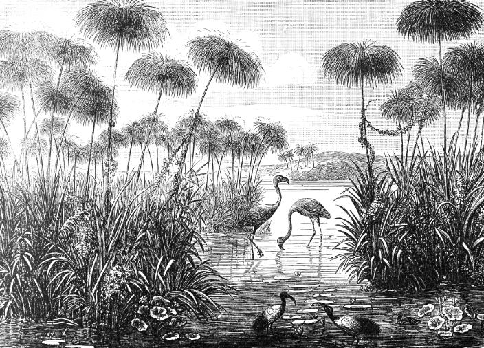 Black and White Flamingo Wallpaper design