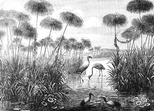 Black and White Flamingo Wallpaper flat pattern design