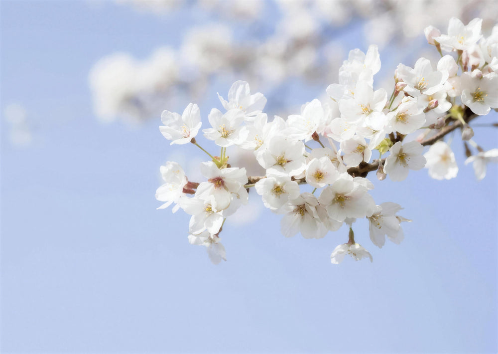 Blue Cherry Blossom Wallpaper design