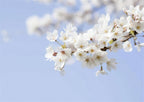 blue cherry blossom wallpaper pattern shown flat