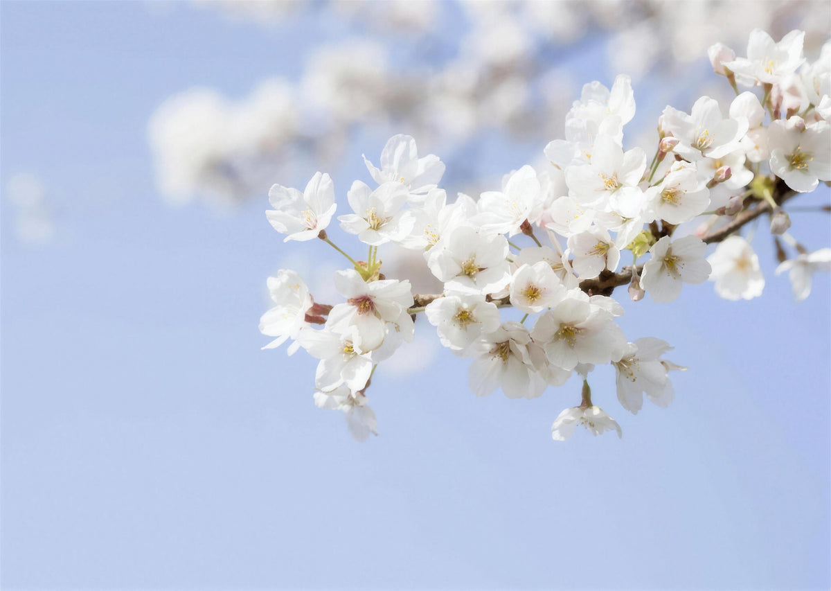 blue cherry blossom wallpaper pattern shown flat