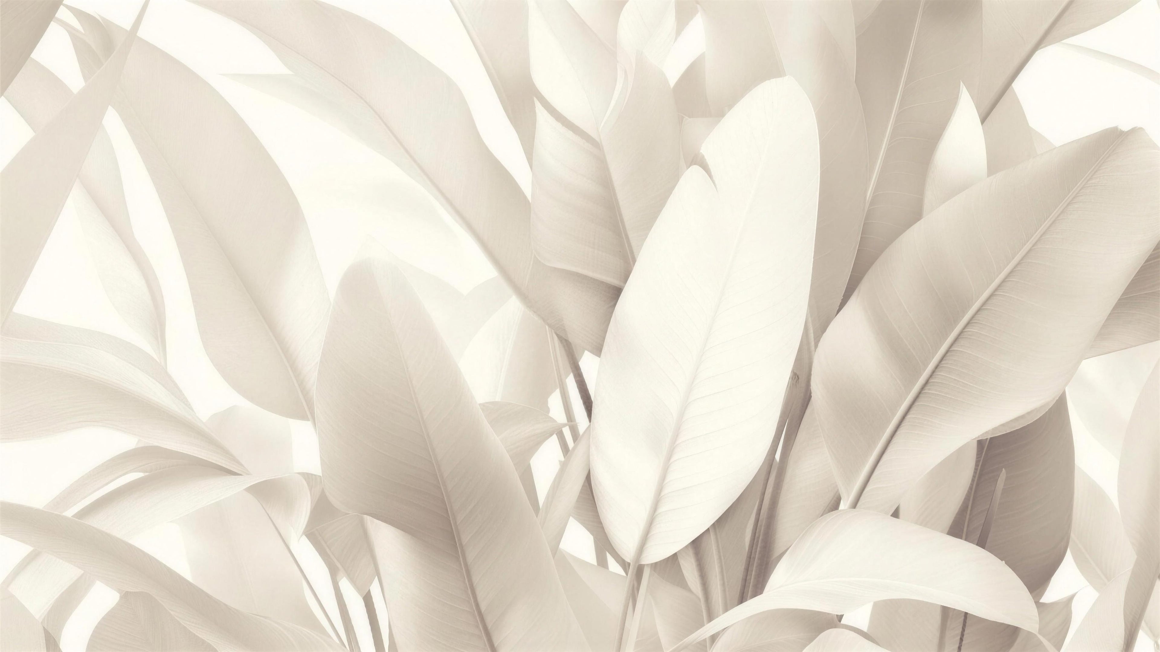 cream leaf wallpaper pattern shown flat