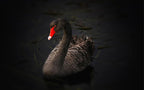 dark swan wallpaper pattern shown flat