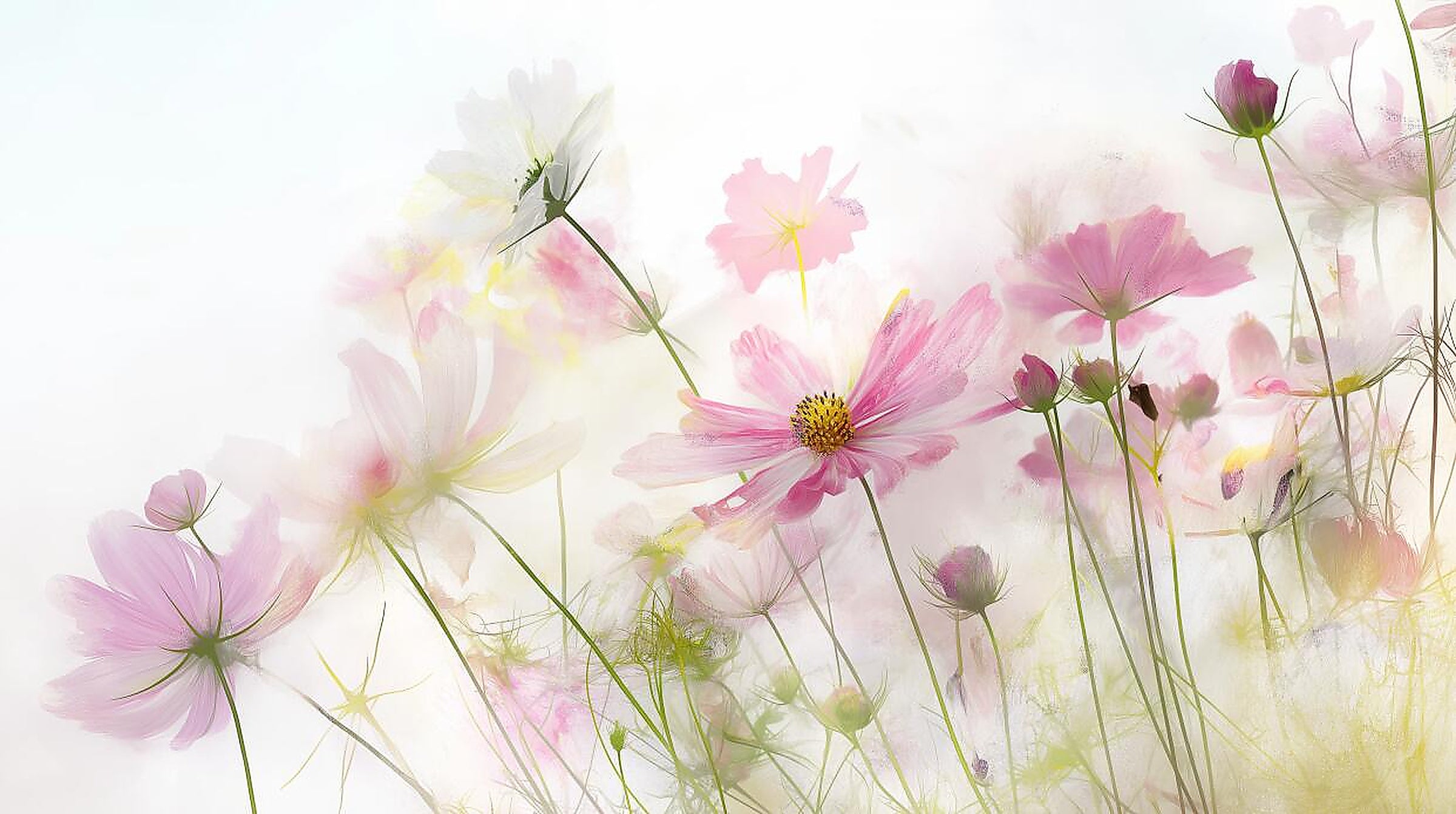 pastel floral wallpaper pattern shown flat