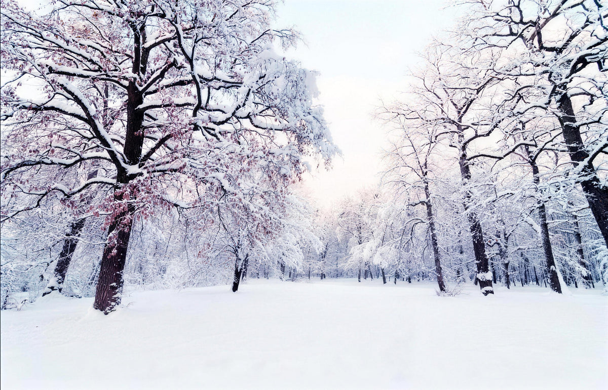 snowy forest wallpaper pattern shown flat